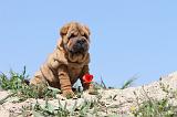 SHAR-PEI 080